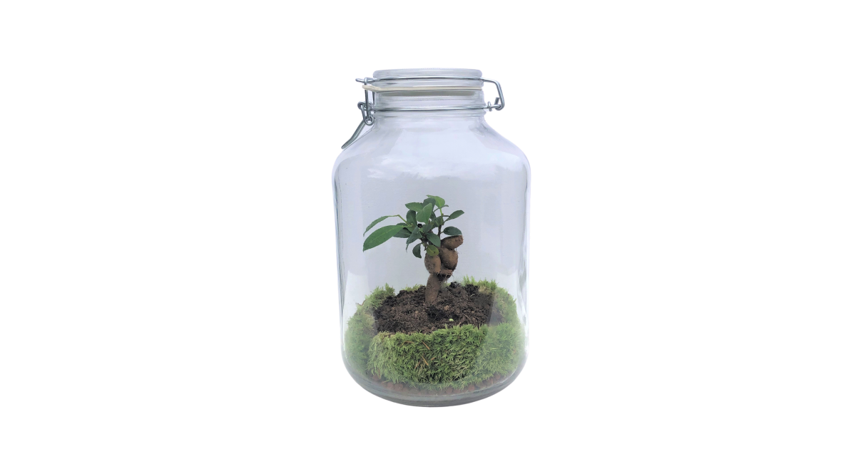 Terrarium Goutte - Ficus ginseng