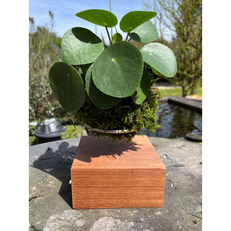 Pilea peperomioides - plante pour intérieurs & terrariums