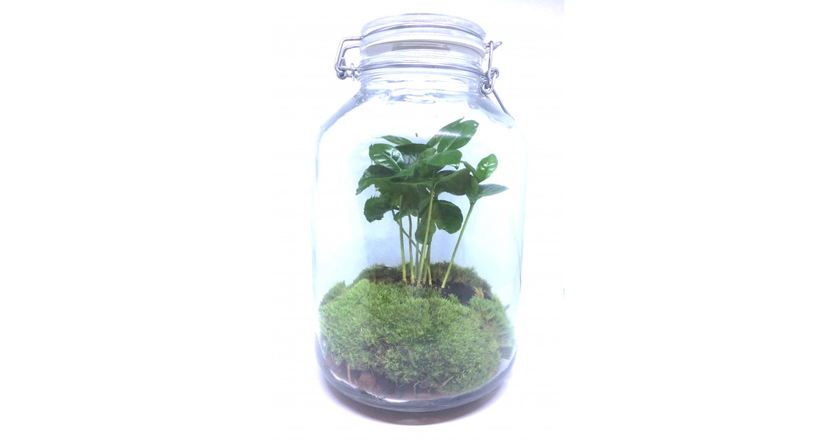 https://www.muno.be/425-fpf_image/terrarium-coffee-plant-in-a-jar.jpg