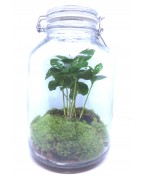 Terrarium pour plante by Muno®