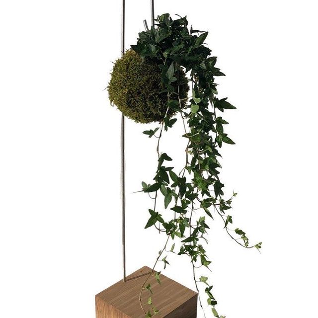 Poison Ivy #kokedama #greeninterior #plantsofinstagram #plantsmakepeoplehappy #urbanjungle #gogreen