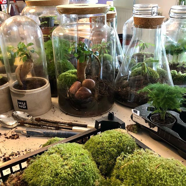 Been busy today#terrarium #madeinbelgium #madewithlove #ficusginseng #asparagusplumosus #biophytumsensitivum #moss