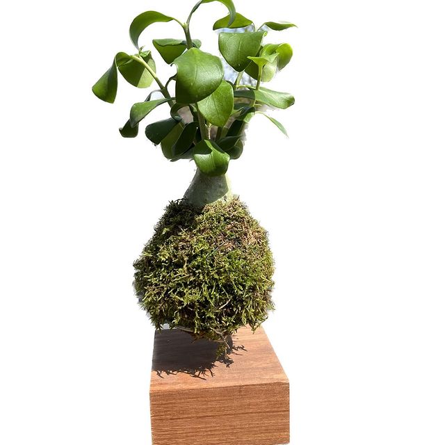 Already know the amazing maze plant? #kokedama #mazeplant #new #handmade #gogreen #urbanjungle