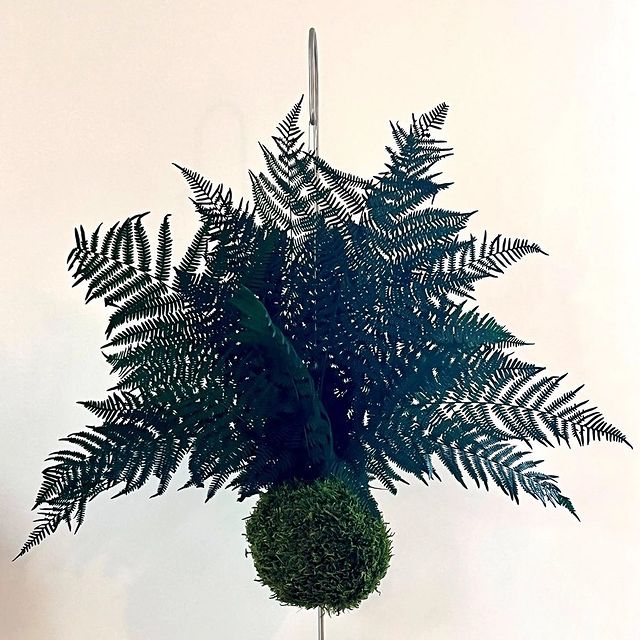 Stabilized Kokedama, the beauty of nature meets simplicity in maintenance #carefree #kokedama #stabilized #fern #handmad