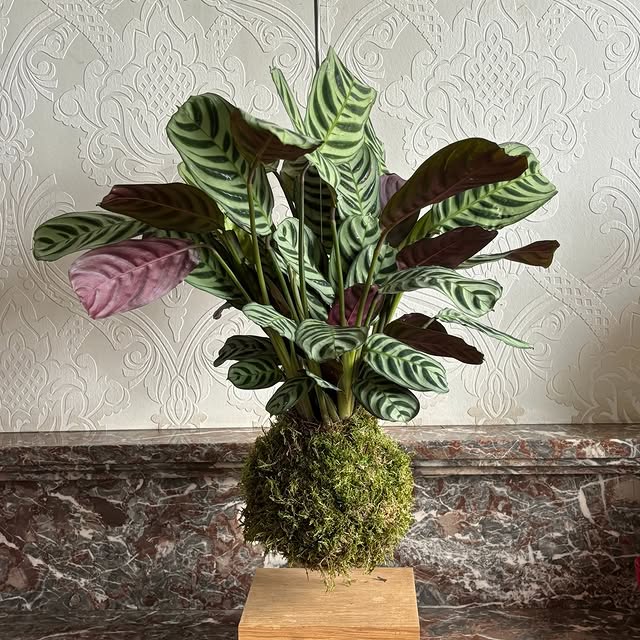 New Kokedama#fishboneprayerplant  #ctenanthe #ctenantheburlemarxii  #calathea #calatheaburlemarxii  #marantaceae  #koked